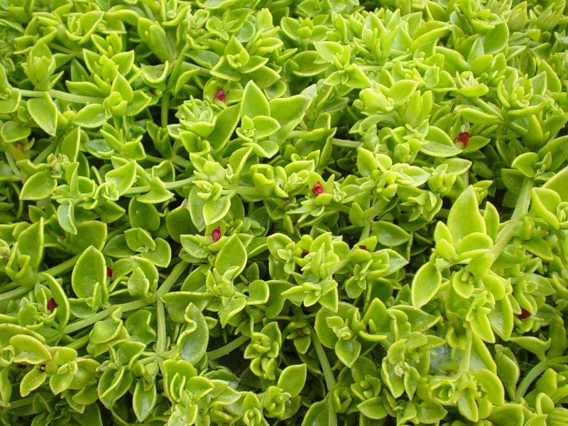 Aptenia Red Apple Live Plants - Pack of 2 - Baby Sun Rose Succulent, 4-6 Inches Tall, Red Blooms - Image 5