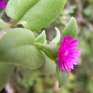 Aptenia Red Apple Live Plants - Pack of 2 - Baby Sun Rose Succulent, 4-6 Inches Tall, Red Blooms - Image 6
