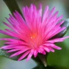 Aptenia Red Apple Live Plants - Pack of 2 - Baby Sun Rose Succulent, 4-6 Inches Tall, Red Blooms - Image 1