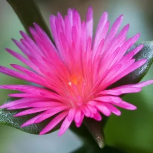 Aptenia Red Apple Live Plants - Pack of 2 - Baby Sun Rose Succulent, 4-6 Inches Tall, Red Blooms - Image 1