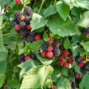Arapaho Thornless Blackberry Live Plant - 3-8