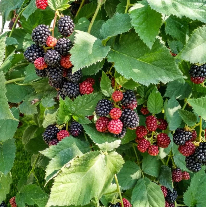Arapaho Thornless Blackberry Live Plant - 3-8" Tall - Rubus fruticosus for Garden & Orchard - Image 2