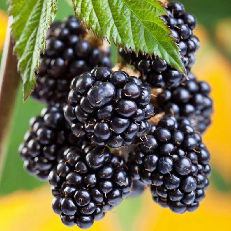 Arapaho Thornless Blackberry Live Plant - 3-8" Tall - Rubus fruticosus for Garden & Orchard - Image 3