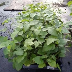 Arapaho Thornless Blackberry Live Plant - 3-8