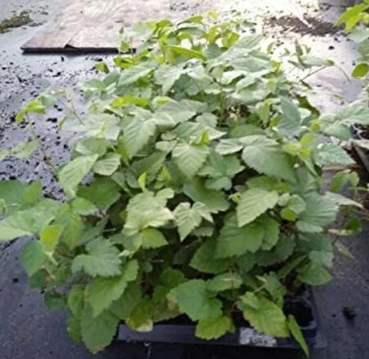Arapaho Thornless Blackberry Live Plant - 3-8" Tall - Rubus fruticosus for Garden & Orchard - Image 4