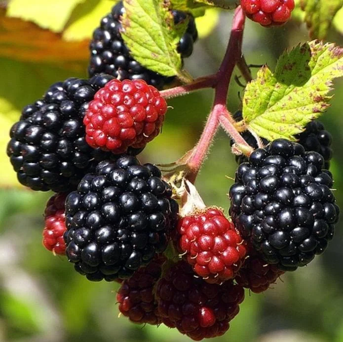 Arapaho Thornless Blackberry Live Plant - 3-8" Tall - Rubus fruticosus for Garden & Orchard - Image 1
