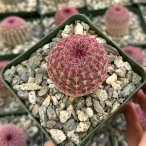 Arizona Rainbow Cactus Live Plant - Echinocereus Rigidissimus - Colorful Pink Cactus in 3