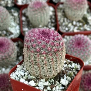 Arizona Rainbow Cactus Live Plant - Echinocereus Rigidissimus - Colorful Pink Cactus in 3
