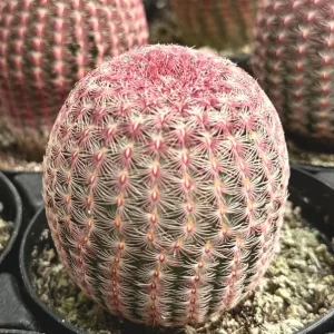 Arizona Rainbow Cactus Live Plant - Echinocereus Rigidissimus - Colorful Pink Cactus in 3