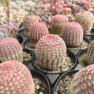 Arizona Rainbow Cactus Live Plant - Echinocereus Rigidissimus - Colorful Pink Cactus in 3