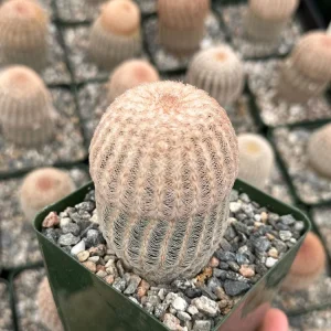 Arizona Rainbow Cactus Live Plant - Echinocereus Rigidissimus - Colorful Pink Cactus in 3