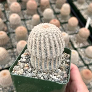 Arizona Rainbow Cactus Live Plant - Echinocereus Rigidissimus - Colorful Pink Cactus in 3