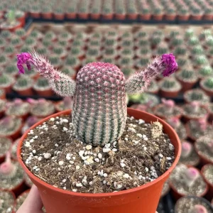 Arizona Rainbow Cactus Live Plant - Echinocereus Rigidissimus - Colorful Pink Cactus in 3
