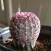 Arizona Rainbow Cactus Live Plant - Echinocereus Rigidissimus - Colorful Pink Cactus in 3", 4", 6" Pot - Image 1