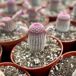 Arizona Rainbow Cactus Live Plant - Echinocereus Rigidissimus - Colorful Pink Cactus in 3