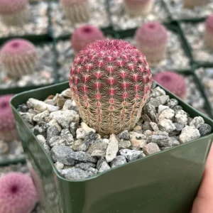 Arizona Rainbow Cactus Live Plant - Echinocereus Rigidissimus - Colorful Pink Cactus in 3