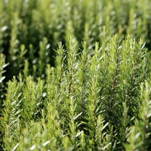 Arp Rosemary Live Plant – Rosmarinus Officinalis Arp – Starter Herb – 3-6 inch - Image 2