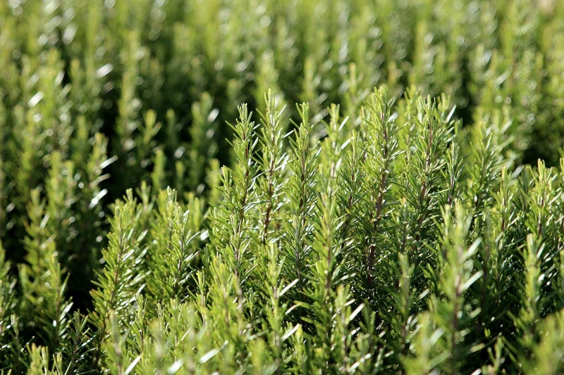 Arp Rosemary Live Plant – Rosmarinus Officinalis Arp – Starter Herb – 3-6 inch - Image 2