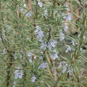 Arp Rosemary Live Plant – Rosmarinus Officinalis Arp – Starter Herb – 3-6 inch - Image 3