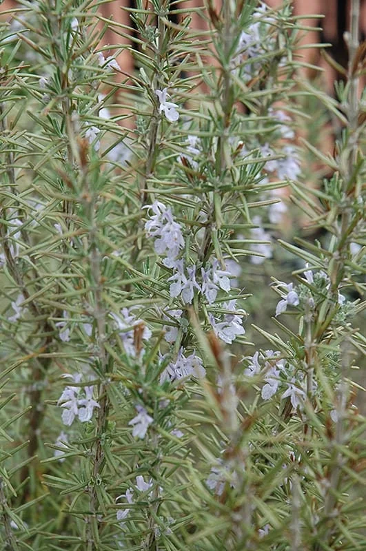 Arp Rosemary Live Plant – Rosmarinus Officinalis Arp – Starter Herb – 3-6 inch - Image 3