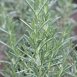 Arp Rosemary Live Plant – Rosmarinus Officinalis Arp – Starter Herb – 3-6 inch - Image 4