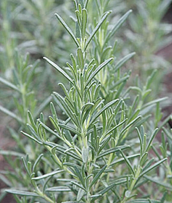 Arp Rosemary Live Plant – Rosmarinus Officinalis Arp – Starter Herb – 3-6 inch - Image 4