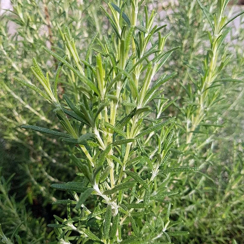 Arp Rosemary Live Plant – Rosmarinus Officinalis Arp – Starter Herb – 3-6 inch - Image 5