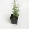 Arp Rosemary Live Plant – Rosmarinus Officinalis Arp – Starter Herb – 3-6 inch - Image 1