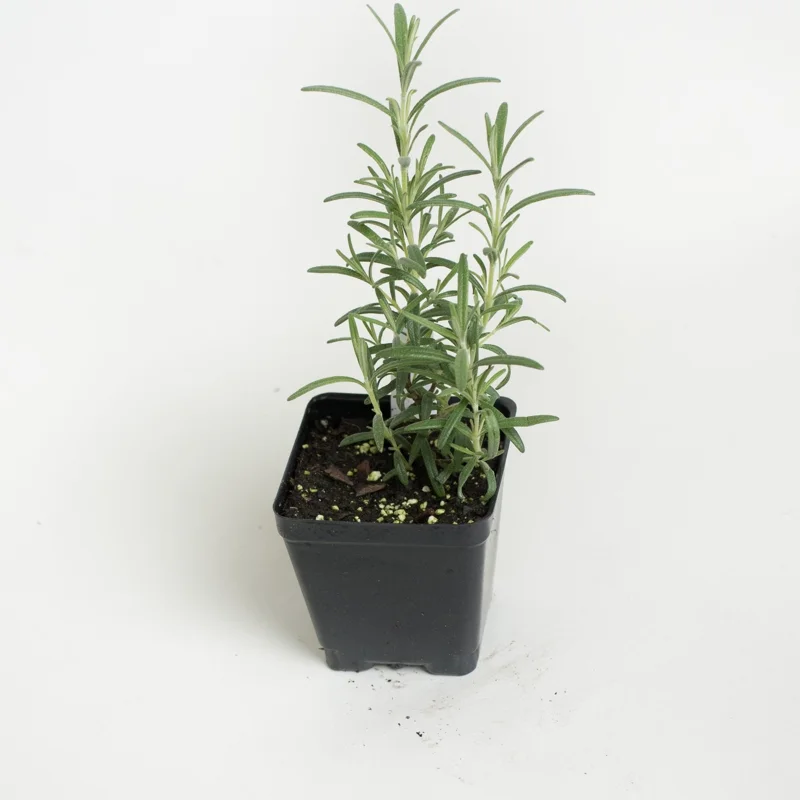 Arp Rosemary Live Plant – Rosmarinus Officinalis Arp – Starter Herb – 3-6 inch - Image 1