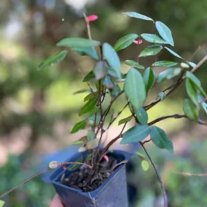 Asiatic Jasmine Live Plant – Ground Cover Vine – 3 inch Pot – Outdoor - Image 2