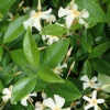 Asiatic Jasmine Live Plant – Ground Cover Vine – 3 inch Pot – Outdoor - Image 1