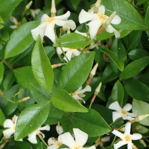 Asiatic Jasmine Live Plant – Ground Cover Vine – 3 inch Pot – Outdoor - Image 1