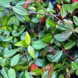 Asiatic Jasmine Live Plant – Ground Cover Vine – 3 inch Pot – Outdoor - Image 3