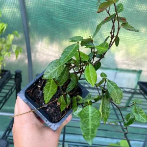 Asiatic Jasmine Live Plant – Ground Cover Vine – 3 inch Pot – Outdoor - Image 4