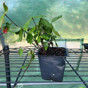 Asiatic Jasmine Live Plant – Ground Cover Vine – 3 inch Pot – Outdoor - Image 5