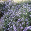 Aster 'October Skies' Live Plant – Aromatic Aster – 4-6 Inch Starter Plant – Outdoor Perennial - Image 1