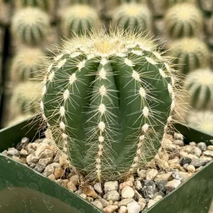 Balloon Cactus Live Plant (Parodia Magnifica) - 4 Inch Pot Indoor/Outdoor Succulent - Image 2
