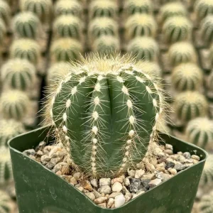 Balloon Cactus Live Plant (Parodia Magnifica) - 4 Inch Pot Indoor/Outdoor Succulent - Image 3
