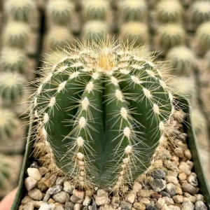 Balloon Cactus Live Plant (Parodia Magnifica) - 4 Inch Pot Indoor/Outdoor Succulent - Image 4