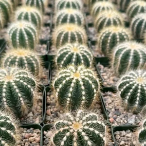 Balloon Cactus Live Plant (Parodia Magnifica) - 4 Inch Pot Indoor/Outdoor Succulent - Image 5