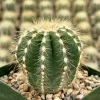 Balloon Cactus Live Plant (Parodia Magnifica) - 4 Inch Pot Indoor/Outdoor Succulent - Image 1