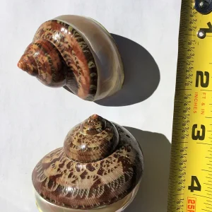 Banded Petholatus Seashell - Natural Ocean Decor for Terrariums & Crafts - Image 2