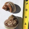 Banded Petholatus Seashell - Natural Ocean Decor for Terrariums & Crafts - Image 1