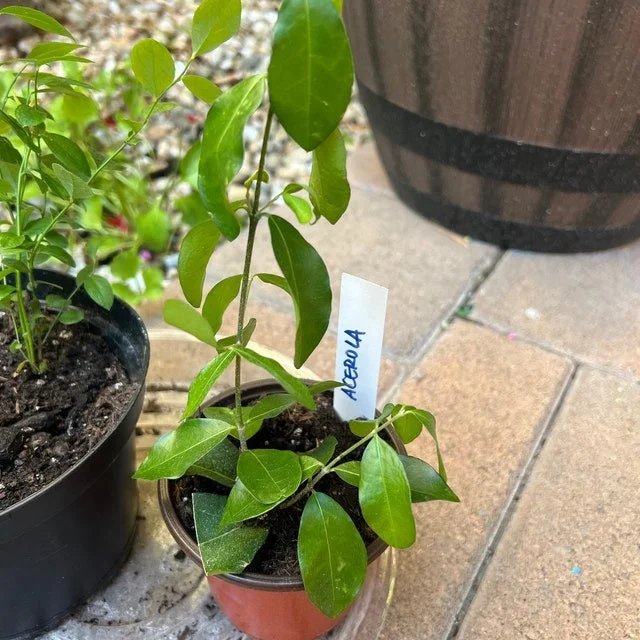 Barbados Cherry Tree Acerola Live Plant 4-6 inches - Vitamin C Rich Fruit Tree - Image 2
