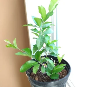 Barbados Cherry Tree Acerola Live Plant 4-6 inches - Vitamin C Rich Fruit Tree - Image 3
