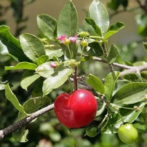 Barbados Cherry Tree Acerola Live Plant 4-6 inches - Vitamin C Rich Fruit Tree - Image 4