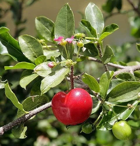 Barbados Cherry Tree Acerola Live Plant 4-6 inches - Vitamin C Rich Fruit Tree - Image 4