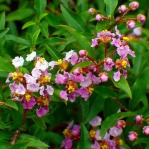 Barbados Cherry Tree Acerola Live Plant 4-6 inches - Vitamin C Rich Fruit Tree - Image 5
