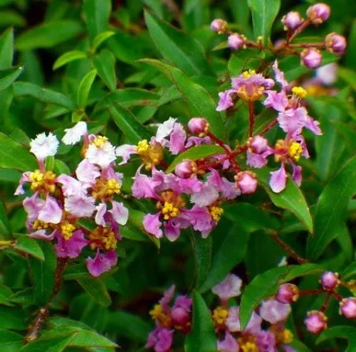Barbados Cherry Tree Acerola Live Plant 4-6 inches - Vitamin C Rich Fruit Tree - Image 5