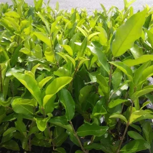 Barbados Cherry Tree Acerola Live Plant 4-6 inches - Vitamin C Rich Fruit Tree - Image 6